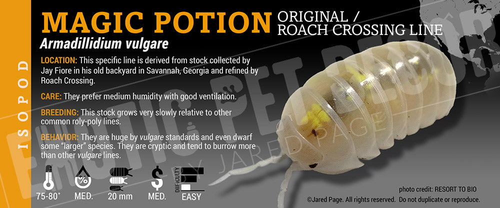 Armadillidium vulgare 'Magic Potion' isopod label