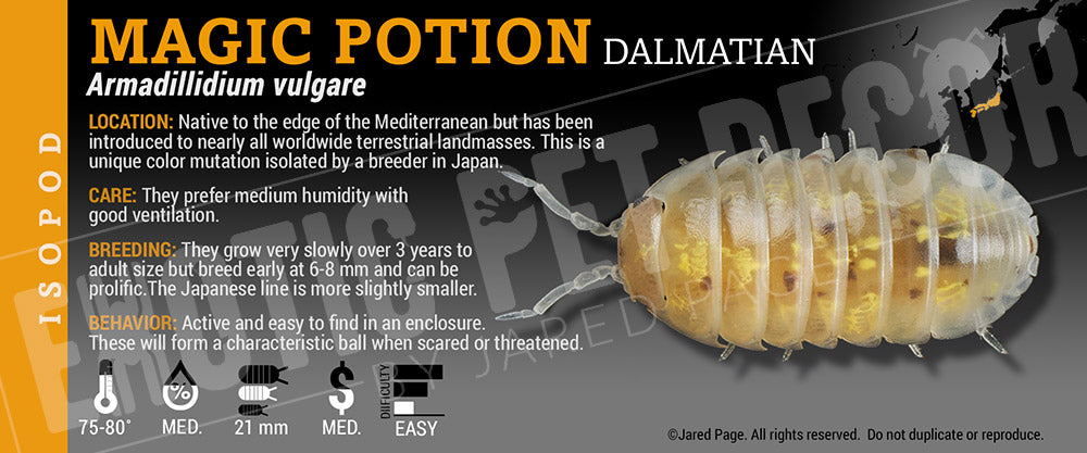 Armadillidium vulgare 'Magic Potion' isopod label