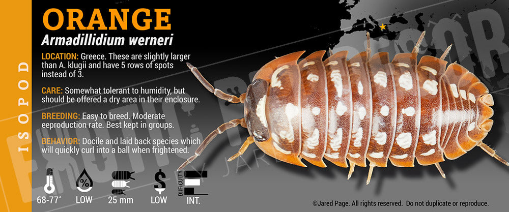 Armadillidium werneri 'Greater Clown' isopod label