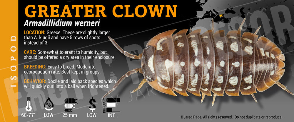 Armadillidium werneri 'Greater Clown' isopod label