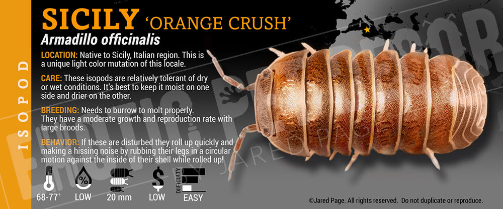 Armadillo officinalis 'Spain' isopod label