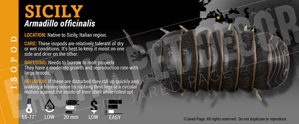 Armadillo officinalis 'Spain' isopod label