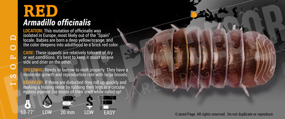 Armadillo officinalis 'Spain' isopod label