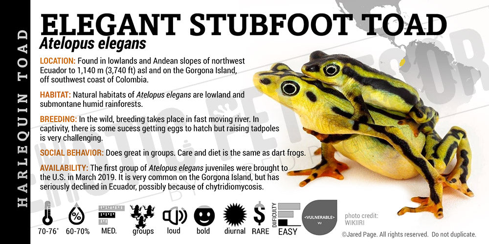 Atelopus elegans 'Elegant Stubfoot Toad' Label