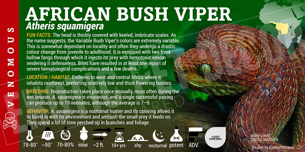 Atheris squamigera 'African Bush' Viper