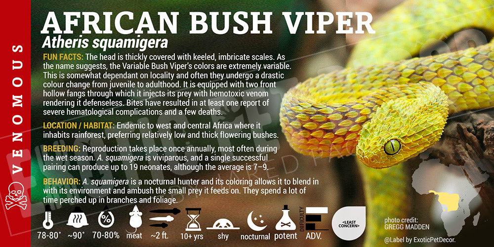 Atheris squamigera 'African Bush' Viper