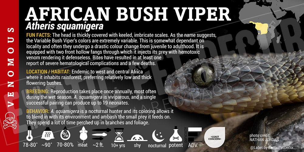 Atheris squamigera 'African Bush' Viper