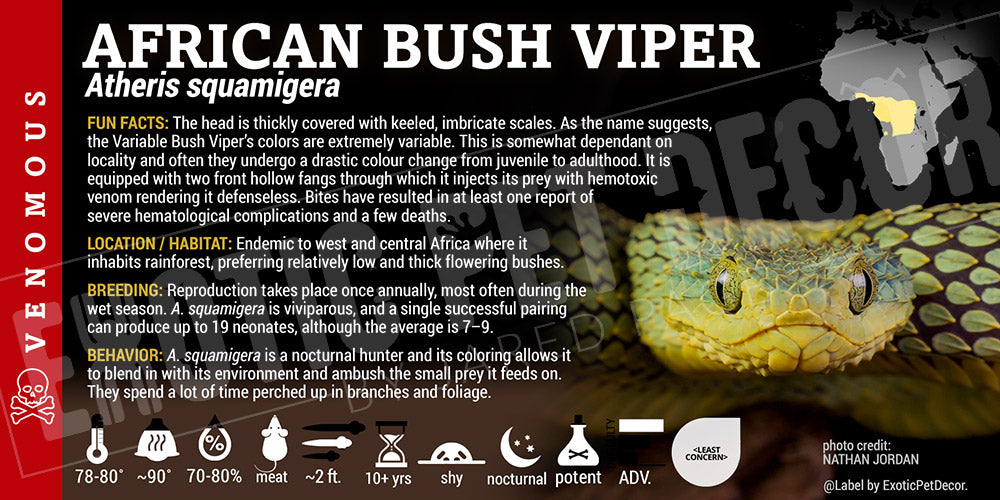 Atheris squamigera 'African Bush' Viper