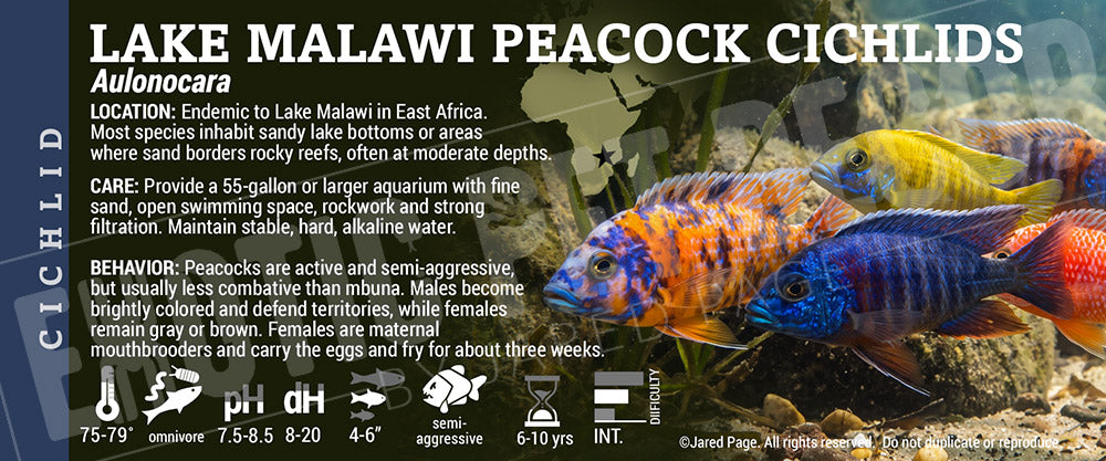 Aulonocara 'Lake Malawi Peacock Cichlid' Fish label