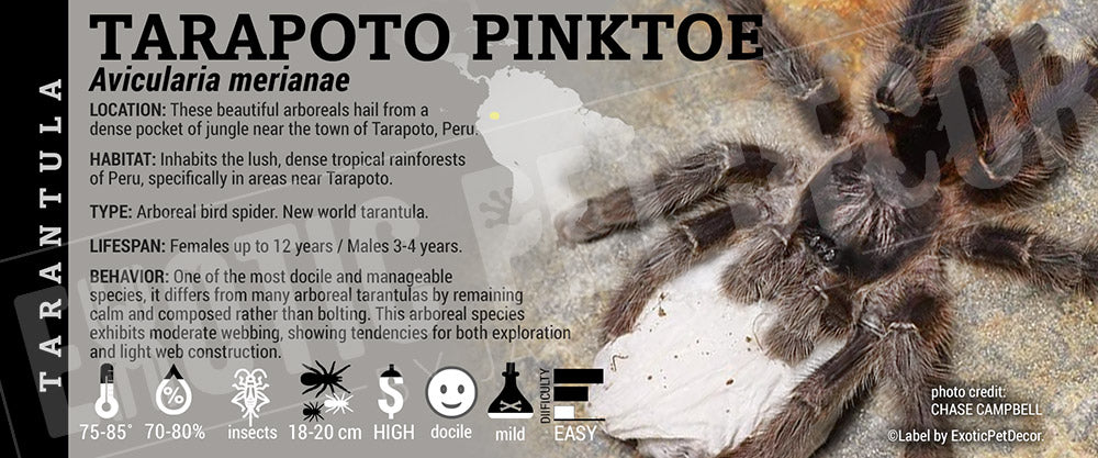 Avicularia merianae 'Tarapoto Pinktoe' Tarantula label