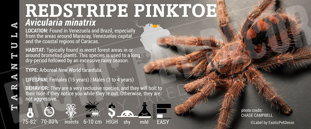 Avicularia minatrix 'Venezuelan Redstripe Pinktoe' Tarantula label