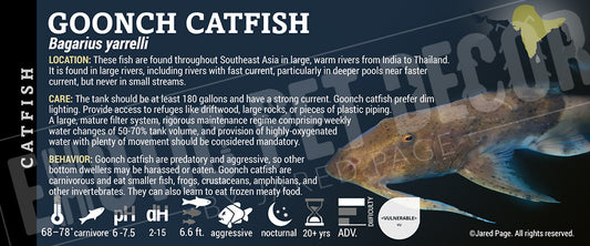 Bagarius yarrelli 'Goonch Catfish'