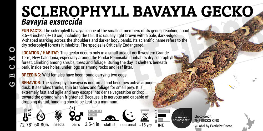 Bavayia exsuccida 'Sclerophyll Bavayia' Gecko label
