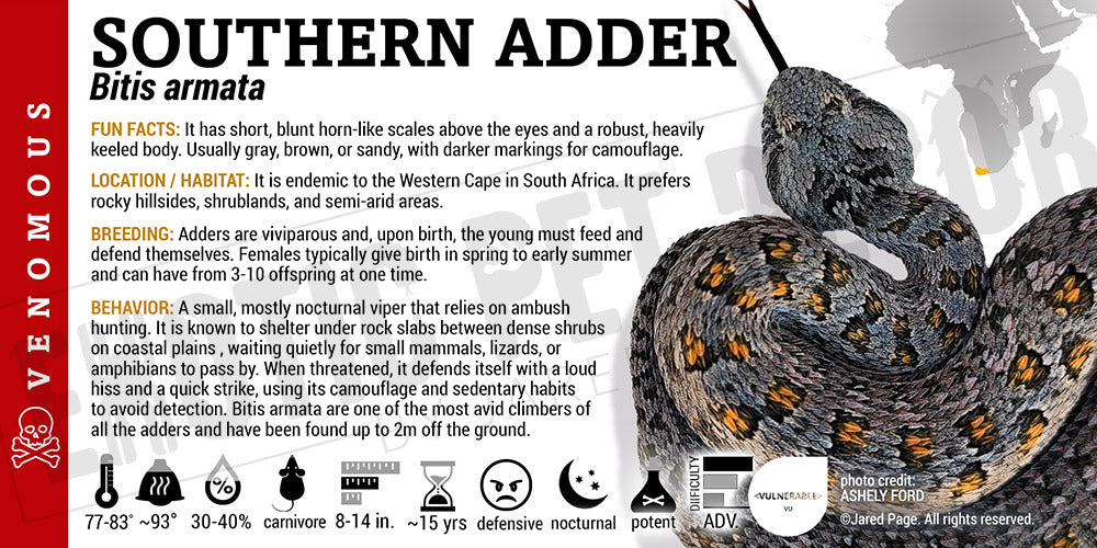 Bitis armata 'Southern Adder' Snake label