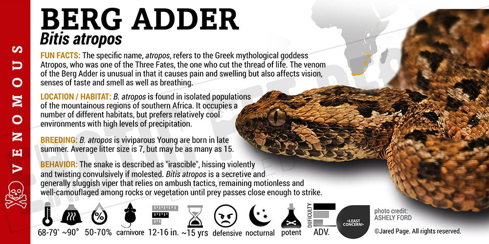 Bitis atropos 'Berg Adder' Snake label