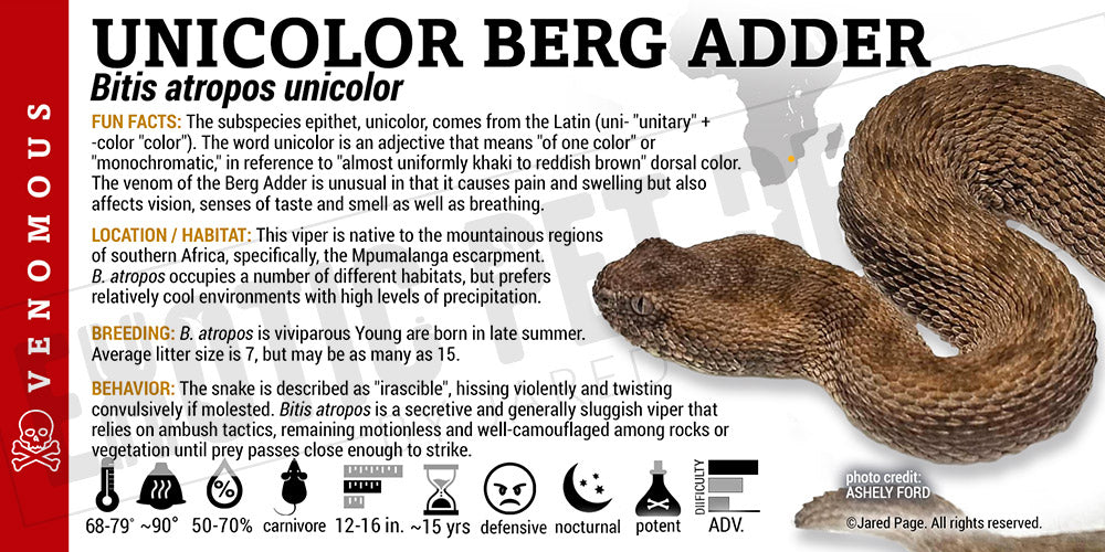 Bitis atropos 'Berg Adder' Snake label