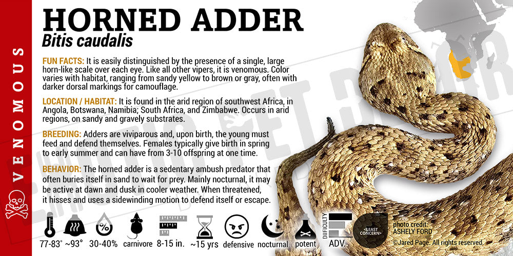 Bitis caudalis 'Horned Adder' Snake label