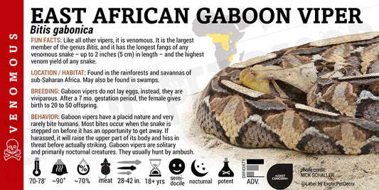Bitis gabonica 'East African Gaboon' Viper
