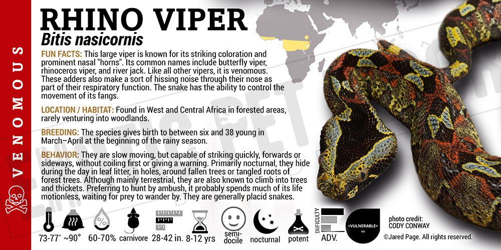 Bitis nasicornis 'Rhino' Viper