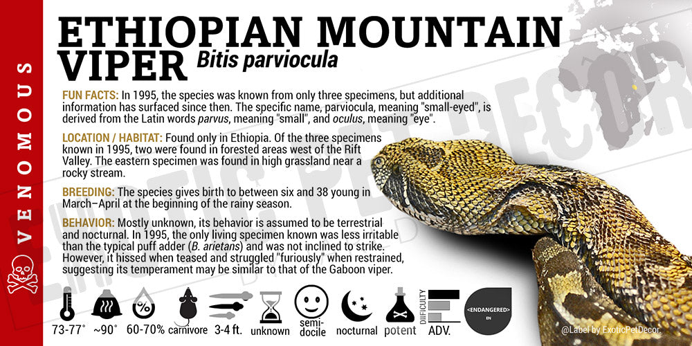 Bitis parviocula 'Ethiopian Mountain Viper' Snake