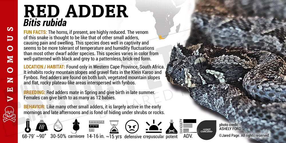Bitis rubida 'Red Adder' Snake label