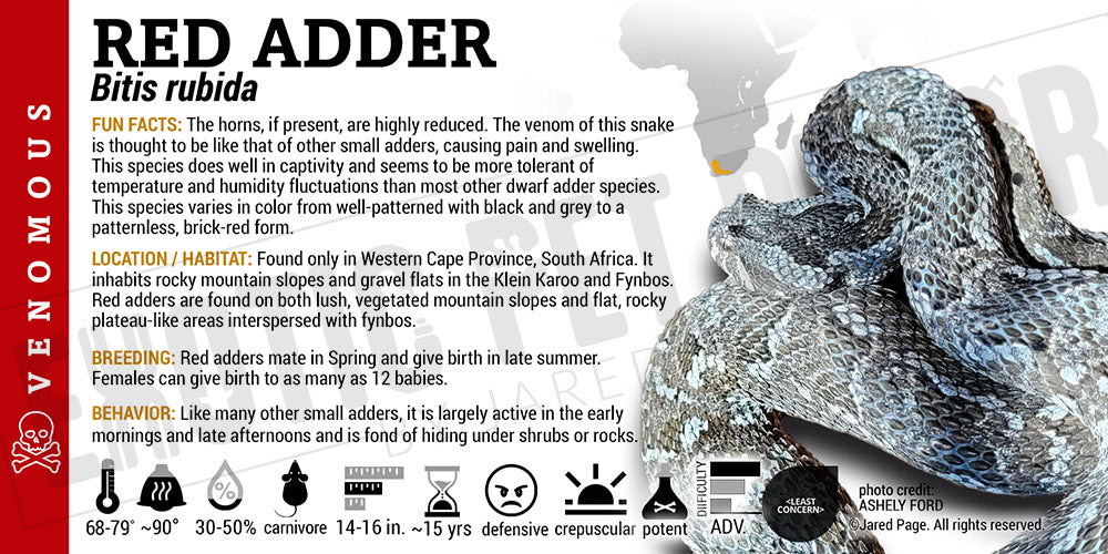 Bitis rubida 'Red Adder' Snake label