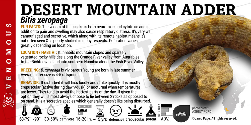Bitis xeropaga 'Desert Mountain Adder' Snake label