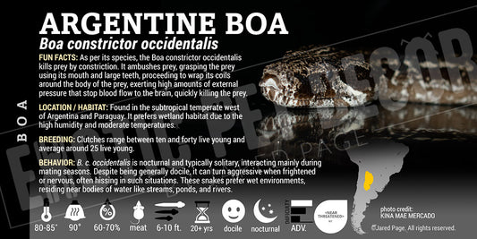 Boa constrictor occidentalis 'Argentine Boa' Snake