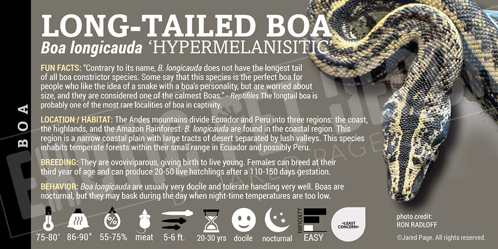 Boa longicauda 'Long Tail' Boa