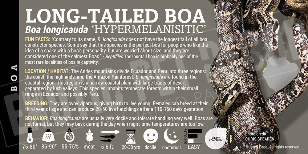 Boa longicauda 'Long Tail' Boa