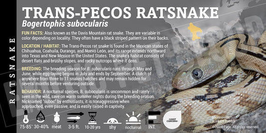 Bogertophis subocularis 'Trans-Pecos' Ratsnake