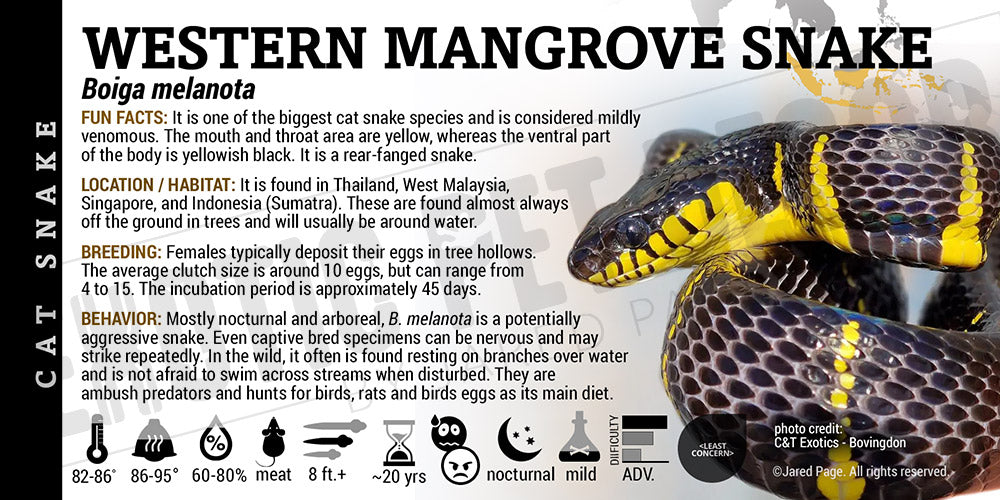 Boiga melanota 'Western Mangrove' Snake Cards and Enclosure Labels Exotic Pet Decor Boiga melanota 'Western Mangrove' Snake Cards and Enclosure Labels Exotic Pet Decor