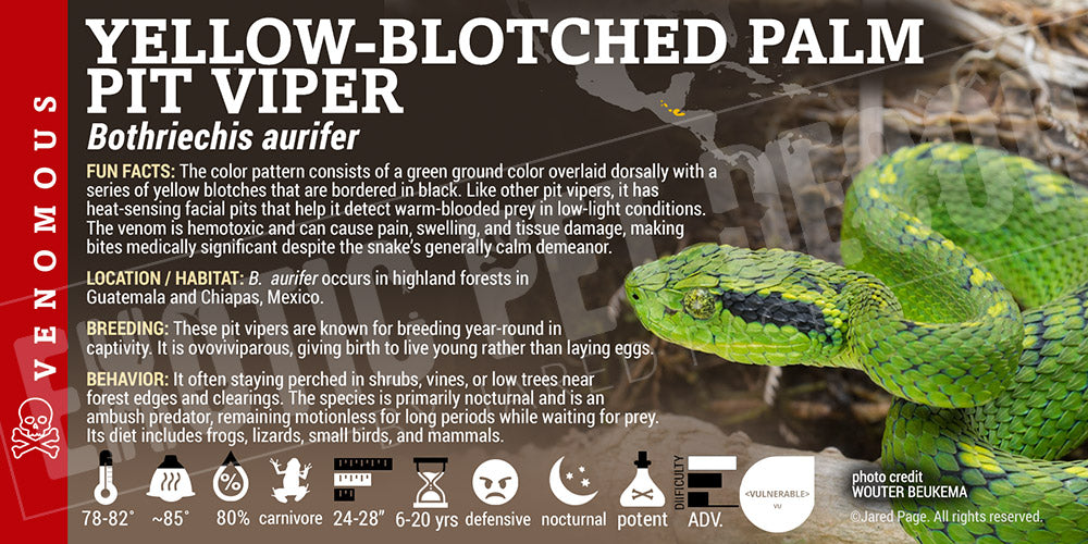 Bothriechis aurifer 'Yellow-Blotched Palm Pit Viper' label