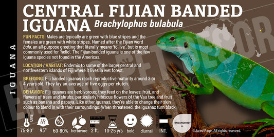 Brachylophus bulabula 'Central Fijian Banded' Iguana