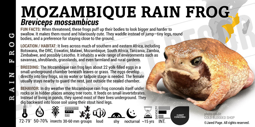 Breviceps mossambicus 'Mozambique Rain Frog' label