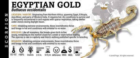 Buthacus occidentalis 'Egyptian Gold' Scorpion