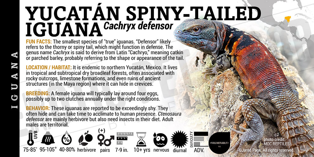 Cachryx defensor 'Yucatán Spiny-tailed' Iguana label