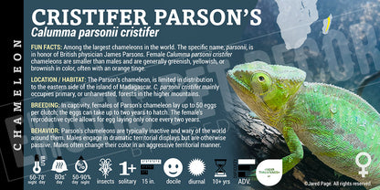 Calumma parsonii cristifer 'Cristifer Parson's' Chameleon