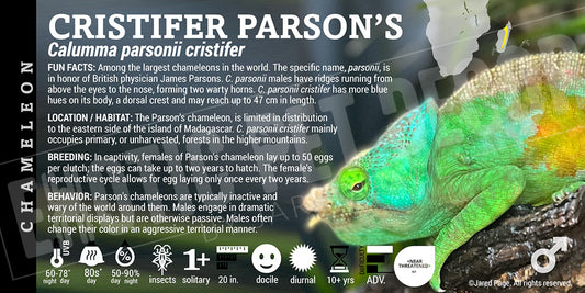Calumma parsonii cristifer 'Cristifer Parson's' Chameleon