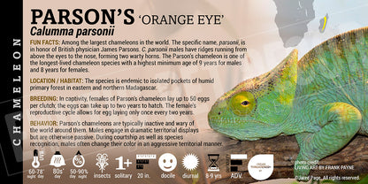 Calumma parsonii 'Orange Eye Parson's' Chameleon