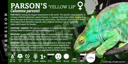 Calumma parsonii 'Yellow Lip Parson's' Chameleon