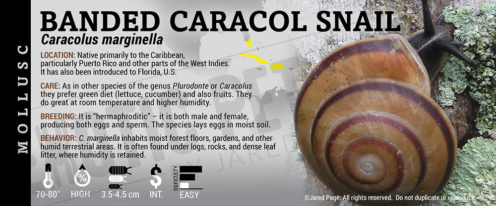 Caracolus marginella 'Banded Caracol' Snail label