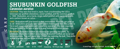 Carassius auratus 'Goldfish'