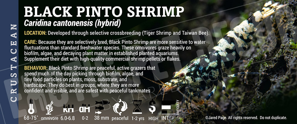 Caridina (hybrid) 'Black Pinto' Shrimp label