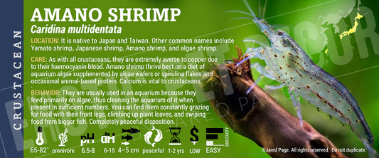 Caridina multidentata 'Amano Shrimp'