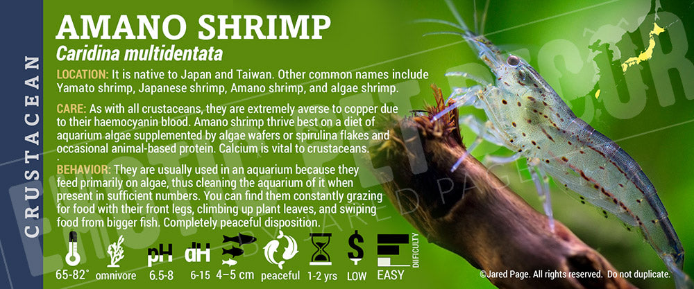 Caridina multidentata 'Amano Shrimp'