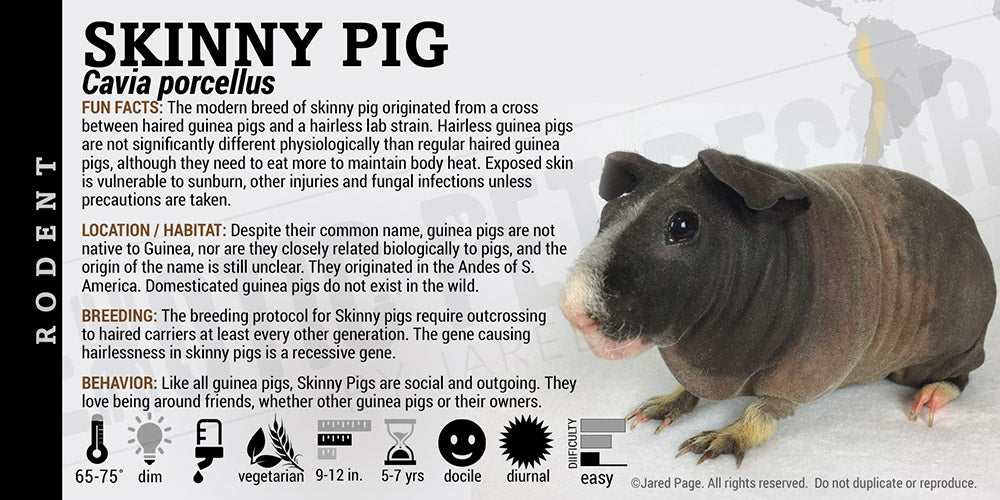 Cavia porcellus 'Guinea Pig'