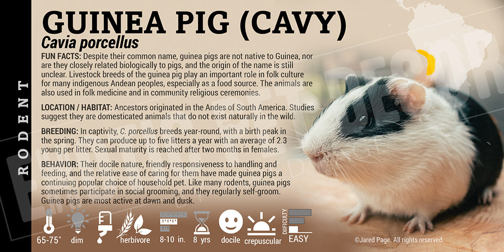 Cavia porcellus 'Guinea Pig'