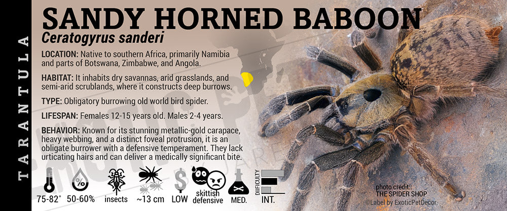 Ceratogyrus sanderi 'Sandy Horned Baboon' Tarantula label