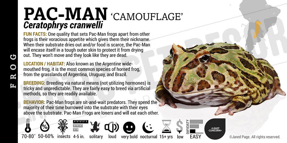 Ceratophrys cranwelli 'Pacman'